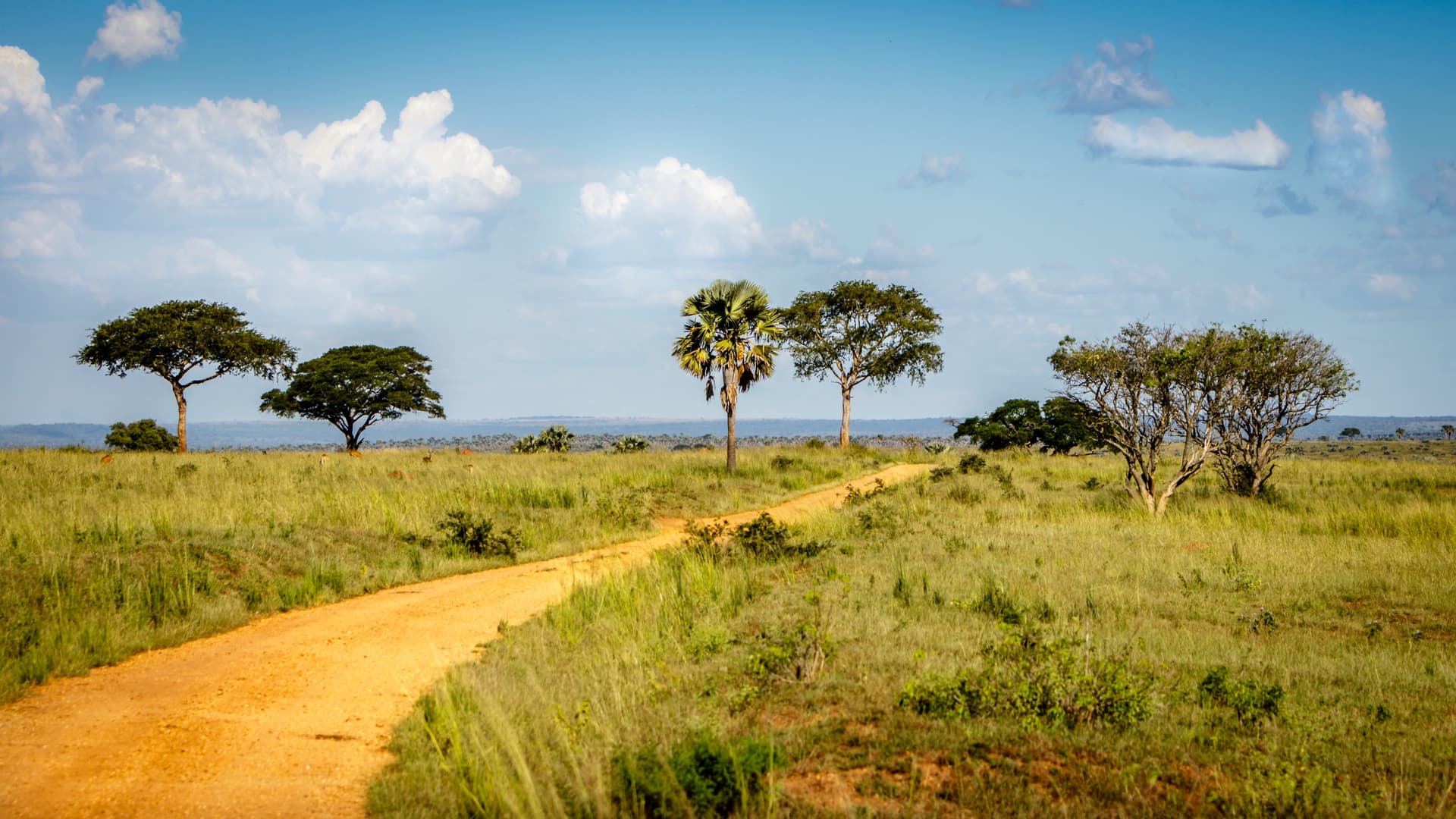 Leah Namugerwa: A Champion for a Greener Future in Uganda