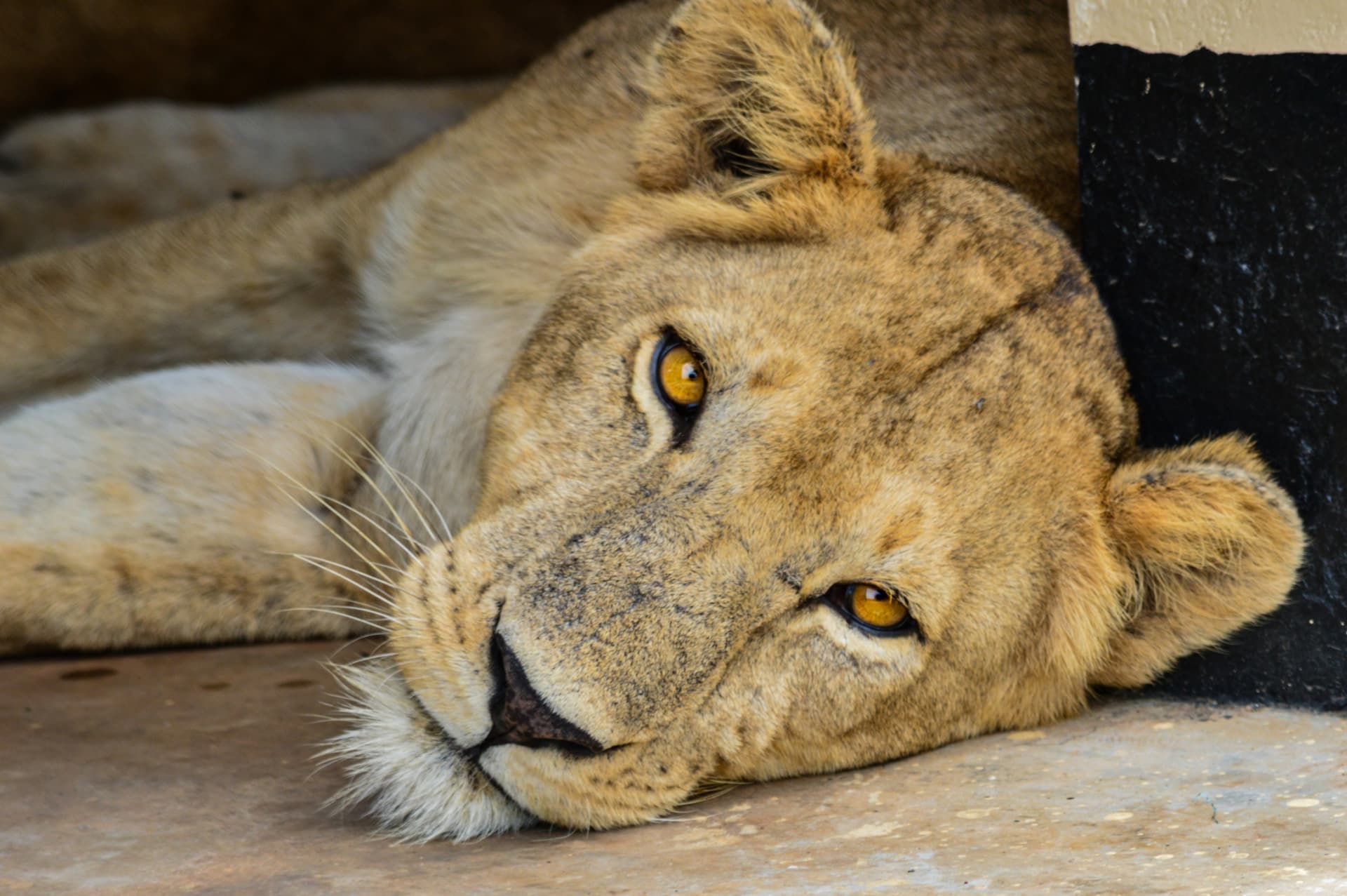 Where to Spot the Big Five in Uganda?