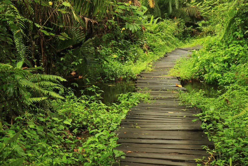 Bigodi Wetlands