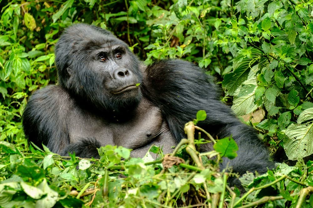 Bwindi Impenetrable National Park