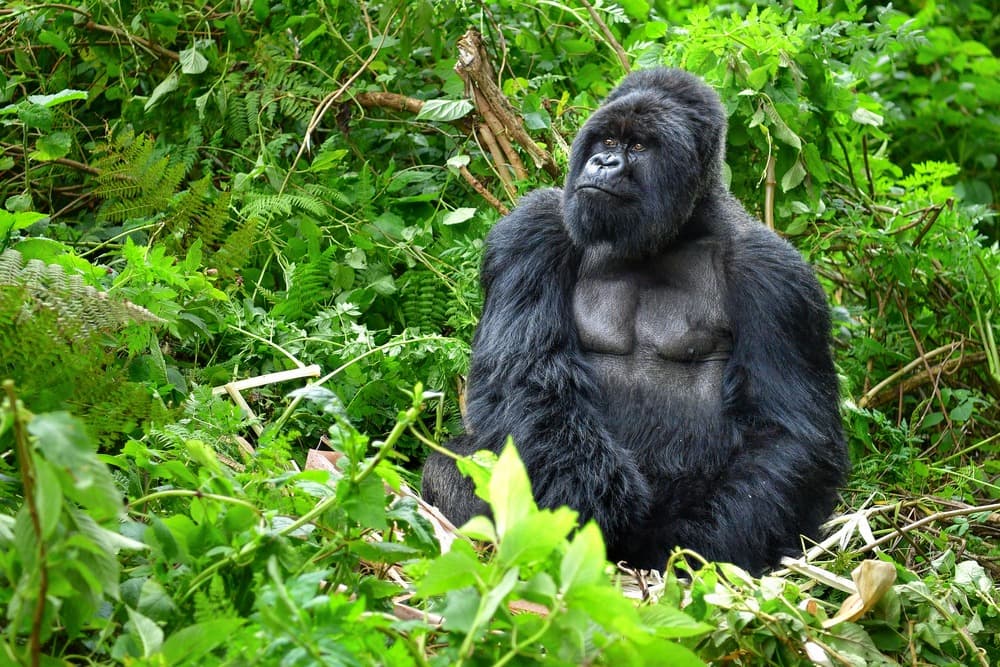 Gorilla Trekking