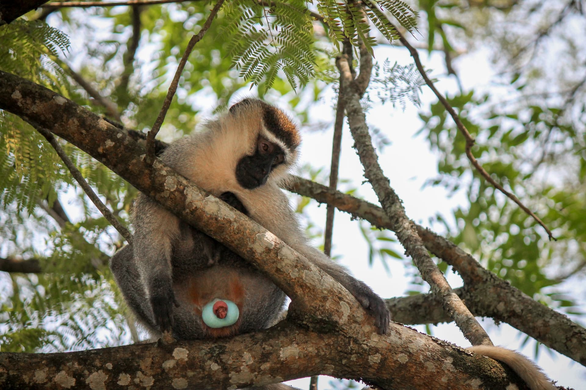 What animals can you observe in Uganda?