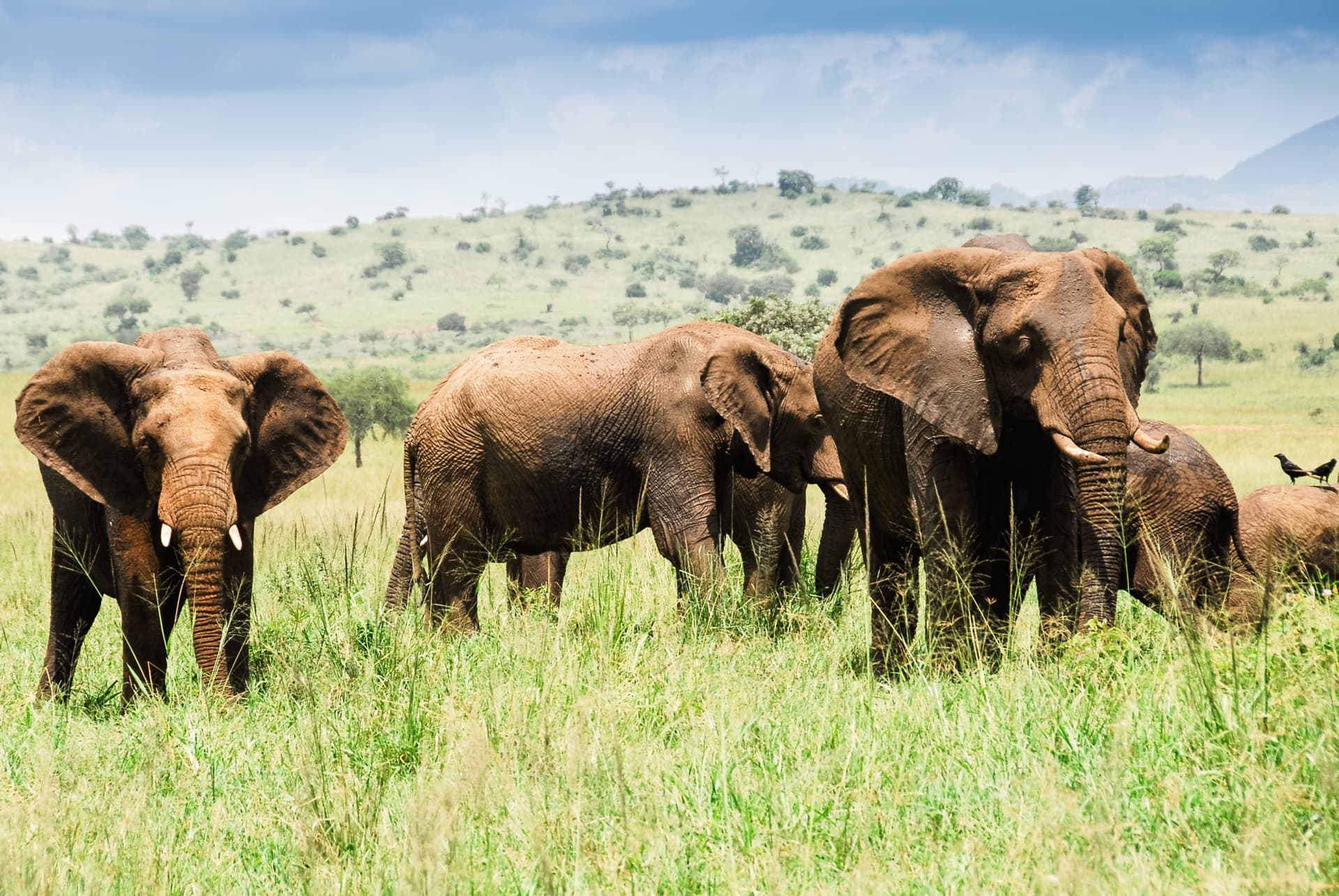 Parks and nature reserves where to see elephants in Uganda