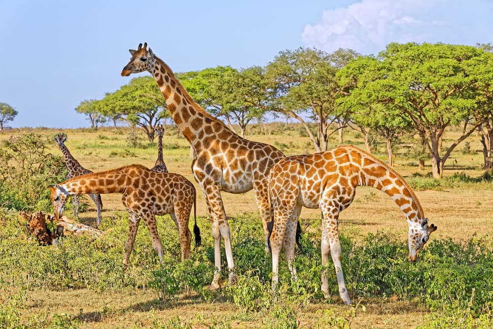Uganda's Most Beautiful Safaris
