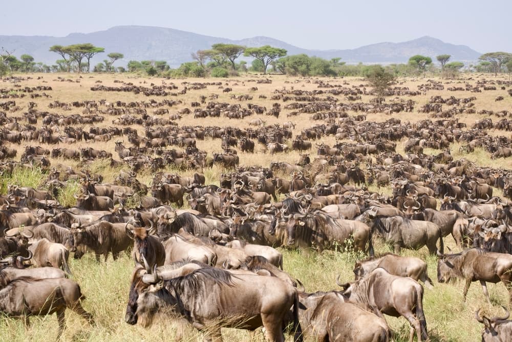 Serengeti National Park