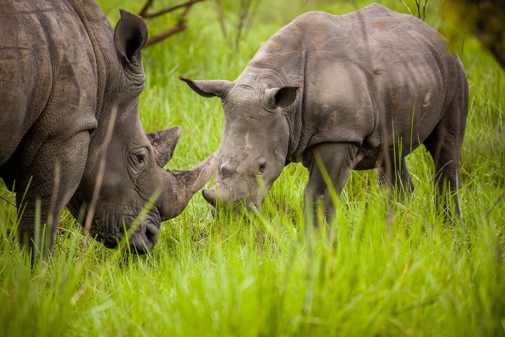 rhinoceros ziwa