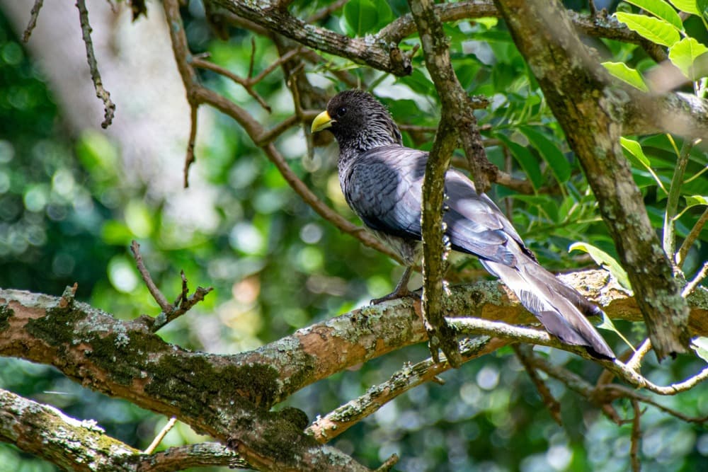 Where to Observe Birds in Uganda?