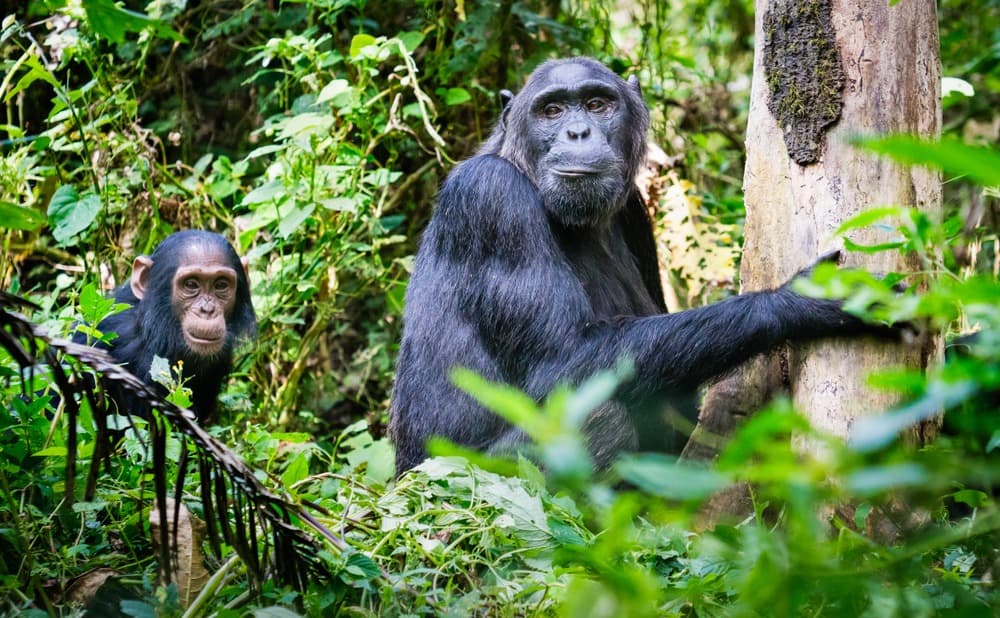 Where to see chimpanzees in Uganda?