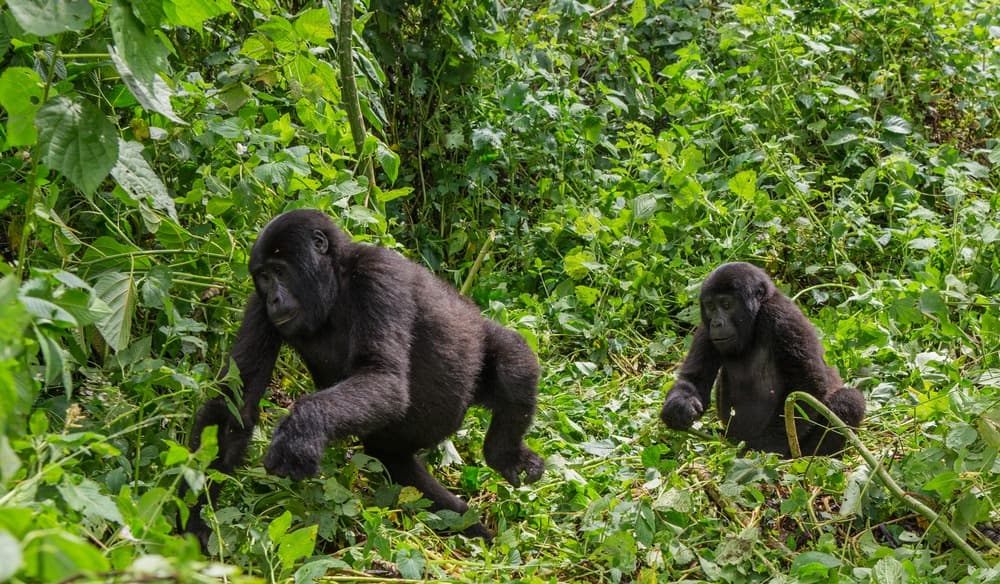 Mgahinga Gorilla National Park