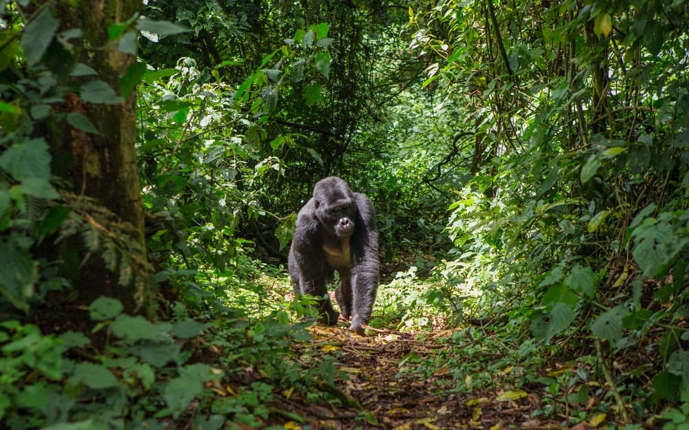 Uganda: Encounter with the Last Mountain Gorillas