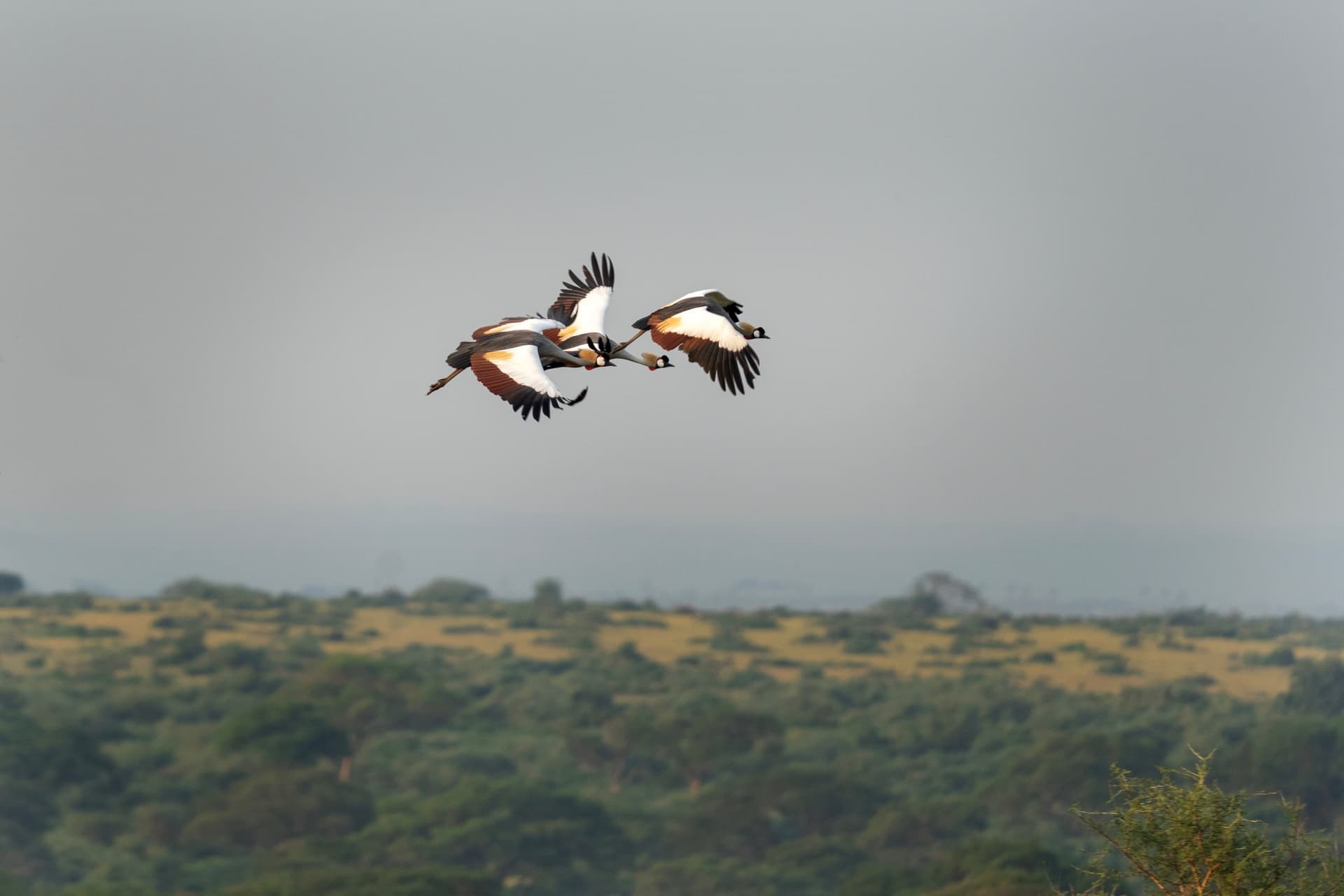 oiseaux uganda